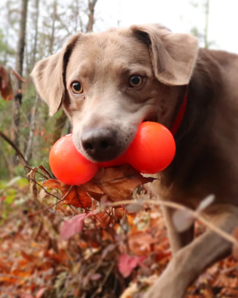 Bar-Bell Rubber Dog Toy<br>(Guaranteed Tough)<br>(Made in the USA)