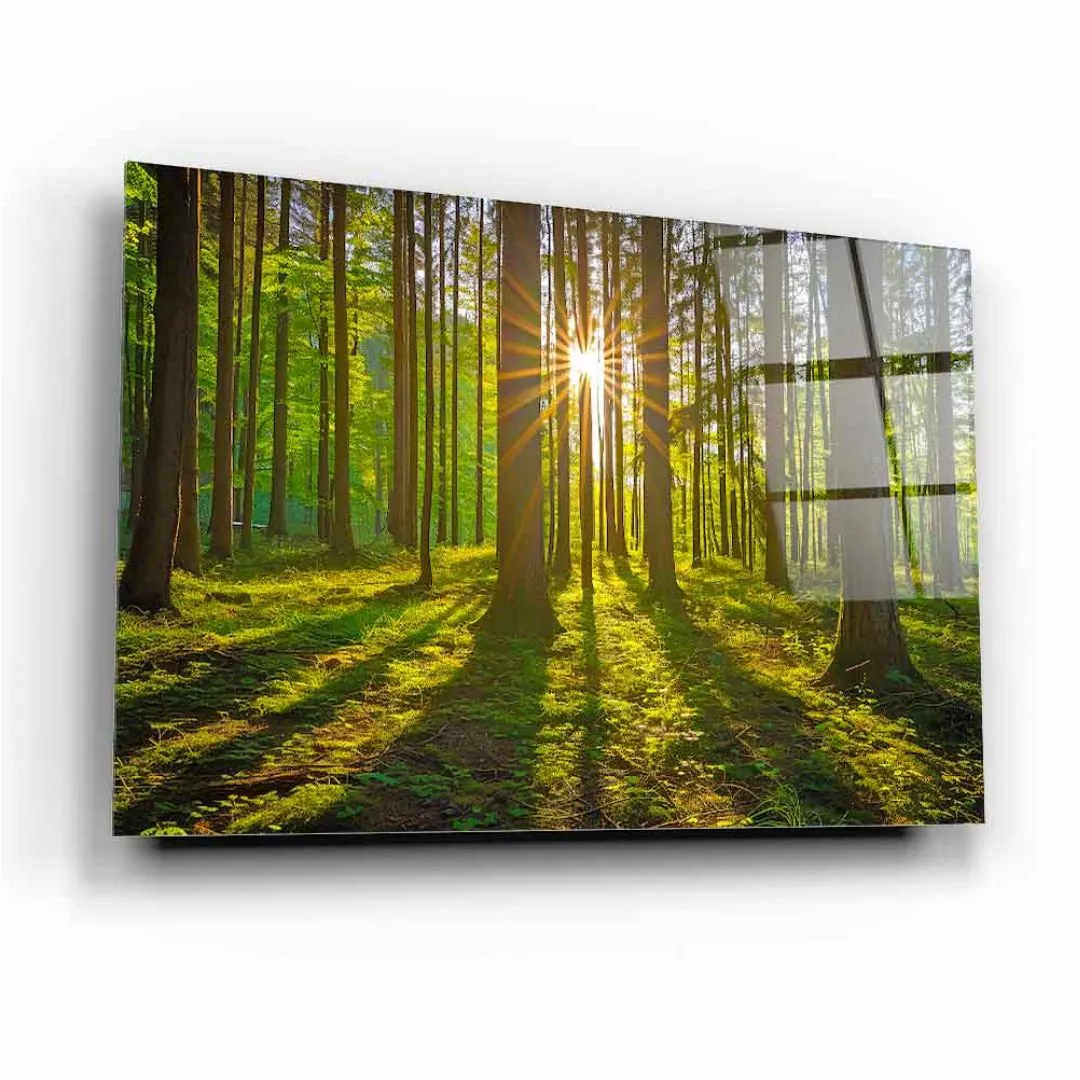 Sunlit Forest Glass Wall Art